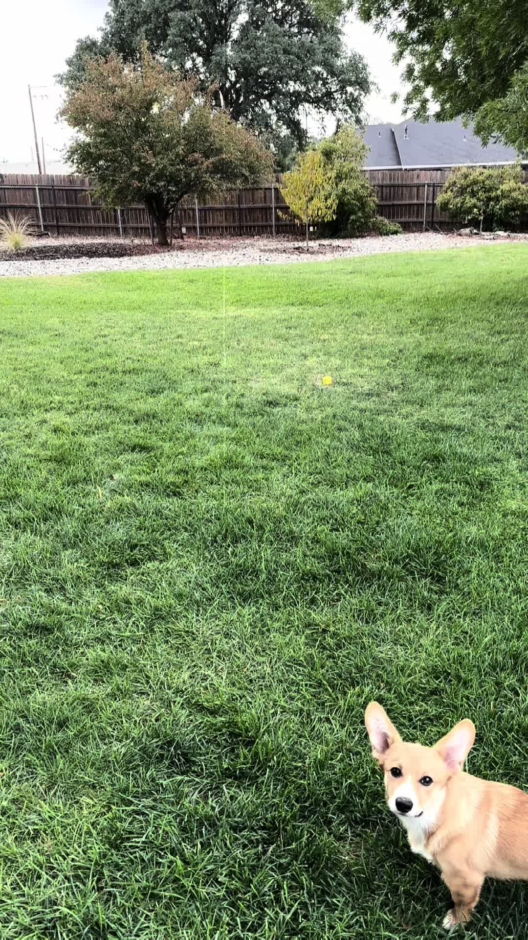 @CorgiMonty