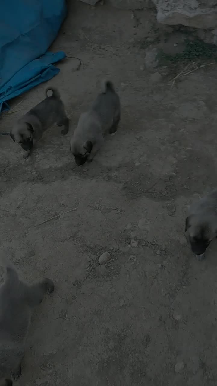 @Volkan_yulali