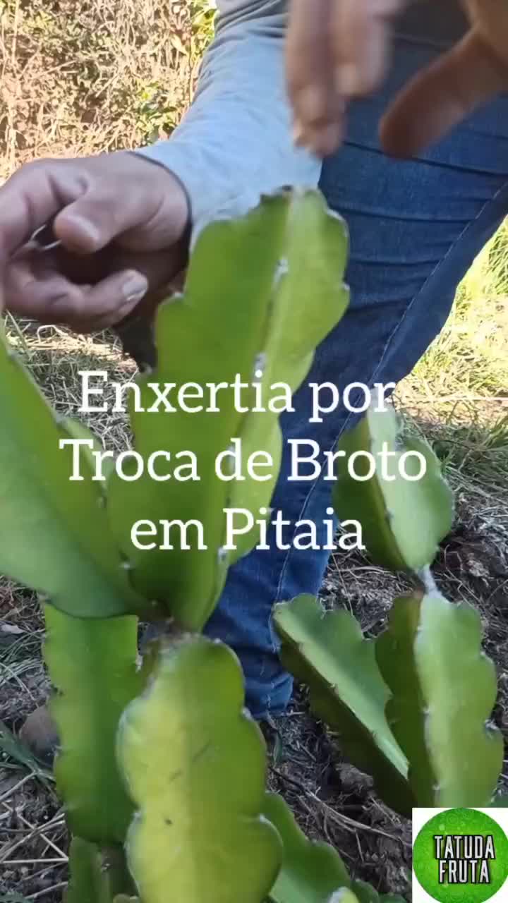 @Pedro Peche
