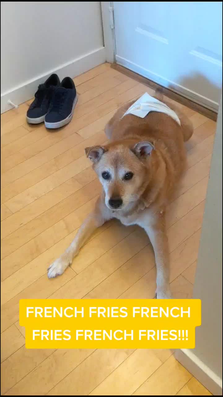 @Teddy the Mutt