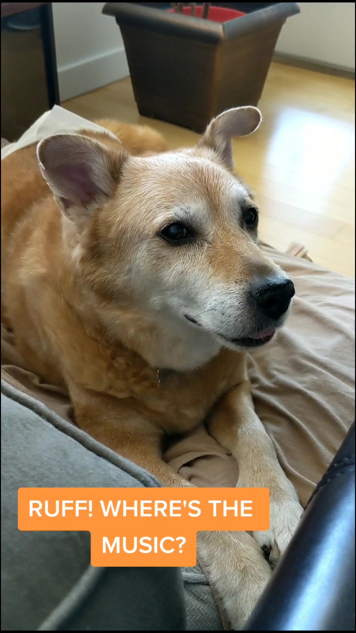 @Teddy the Mutt