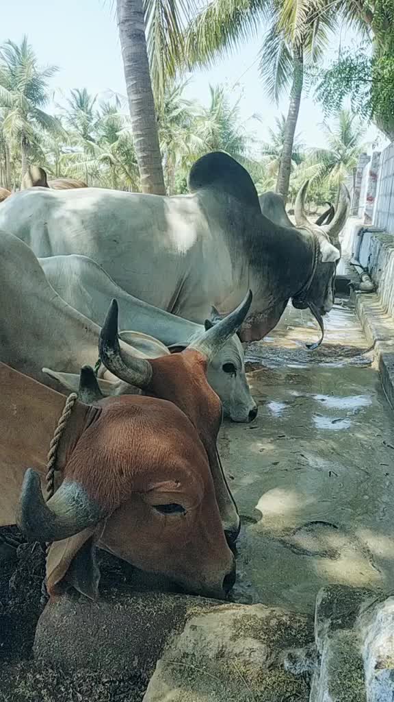 @Veeran vrn