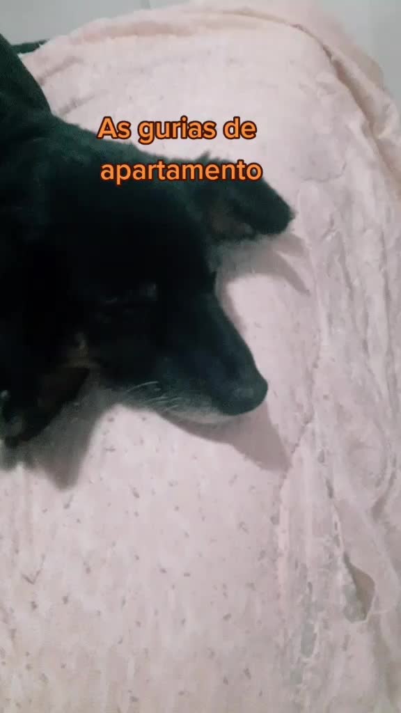 @gurias de apartamento pet🐶