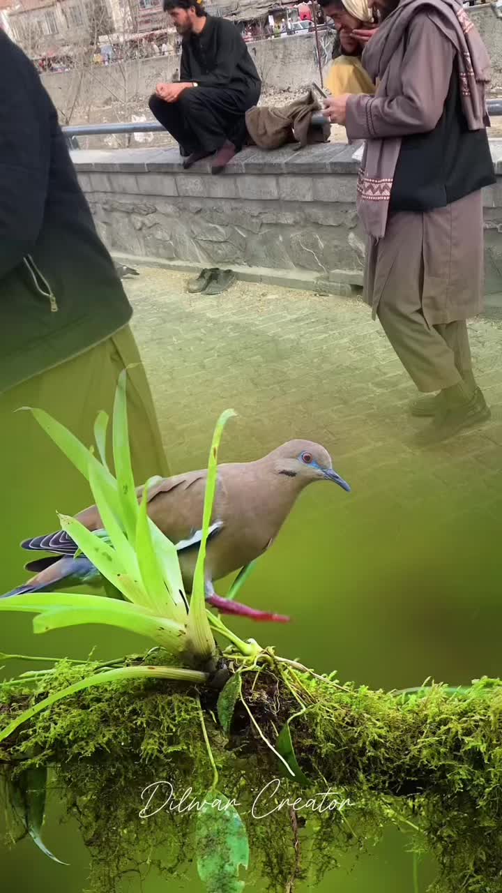 @official.Masoum