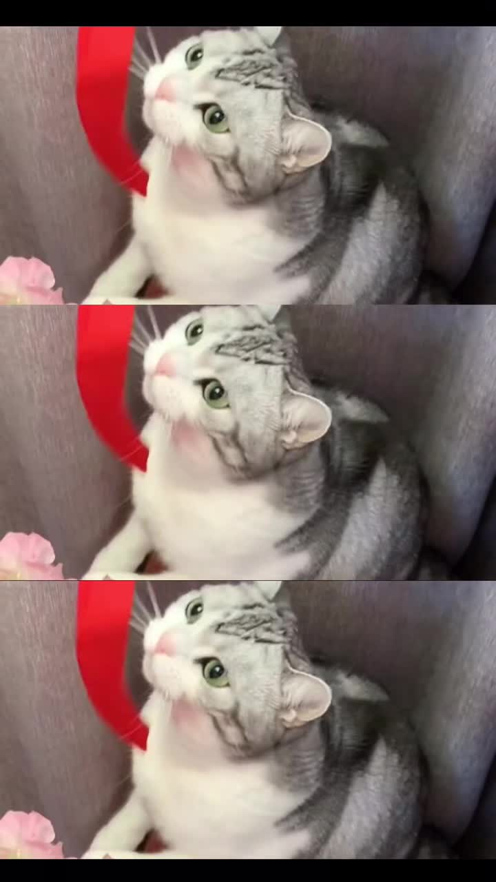 @Pet home