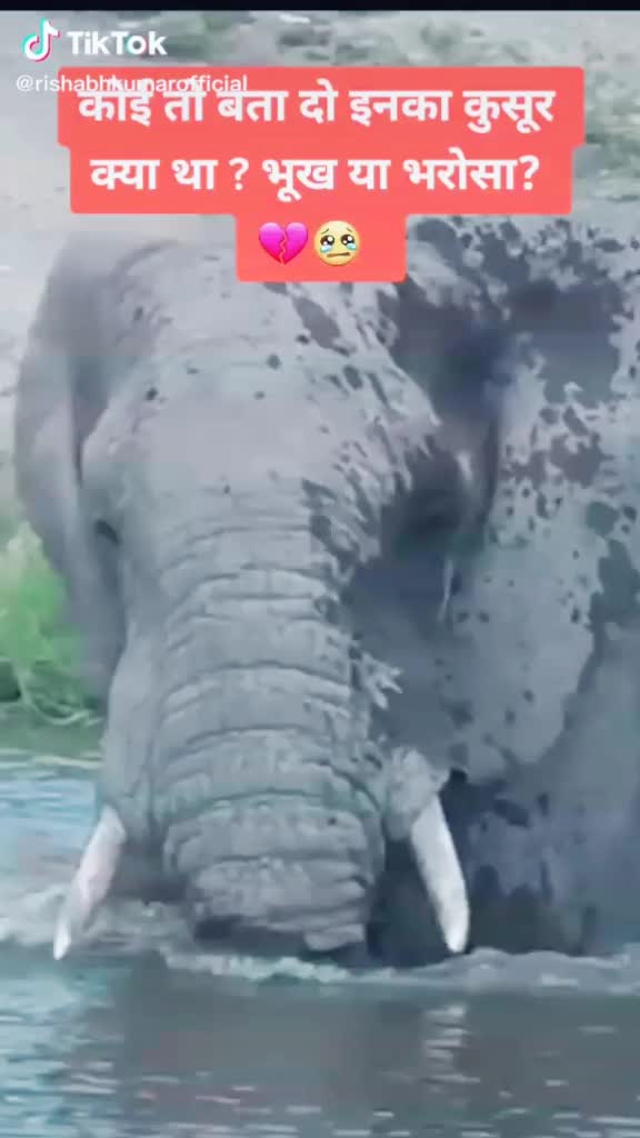 @kesu kashyap
