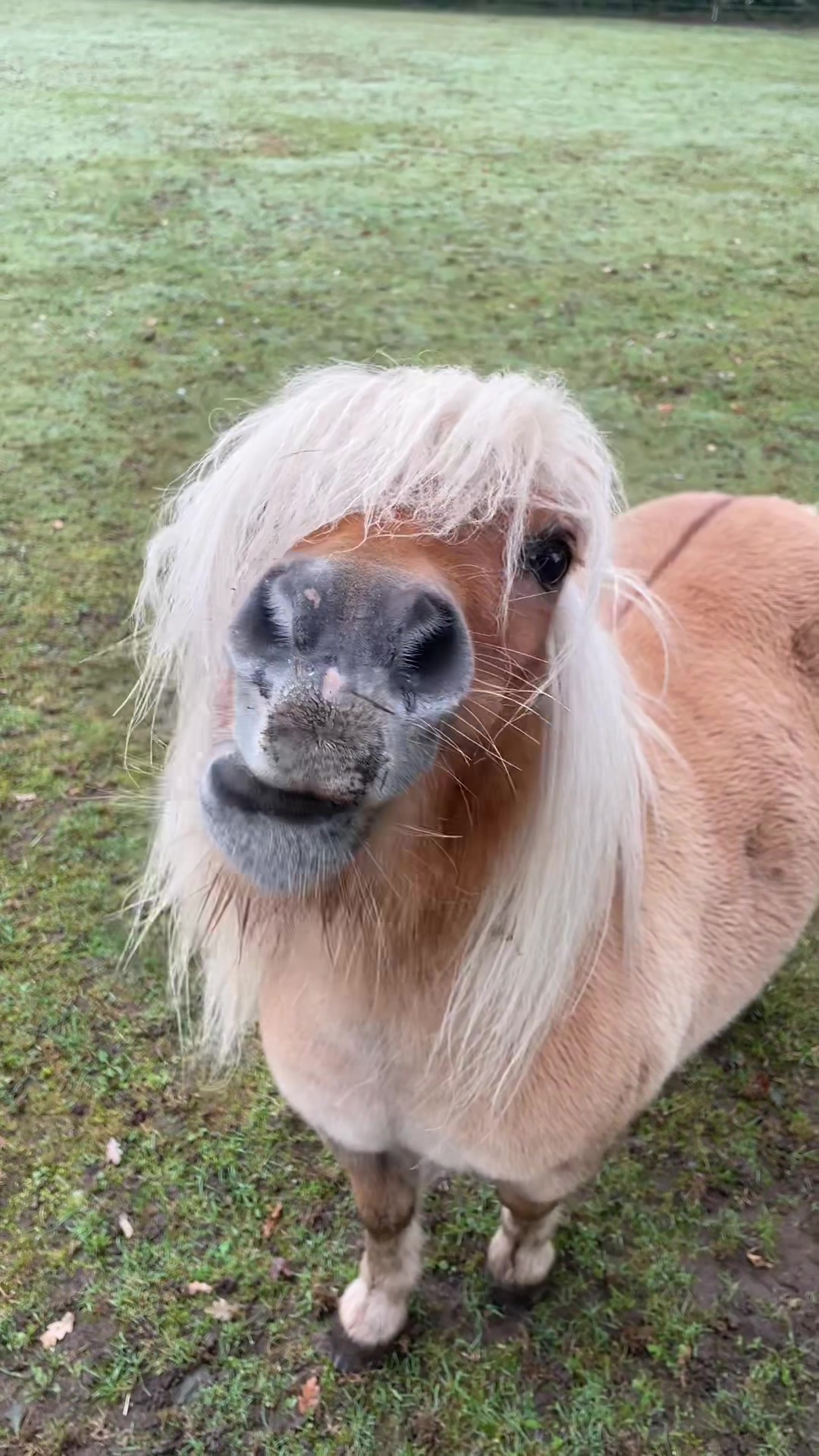 @lilgroponys