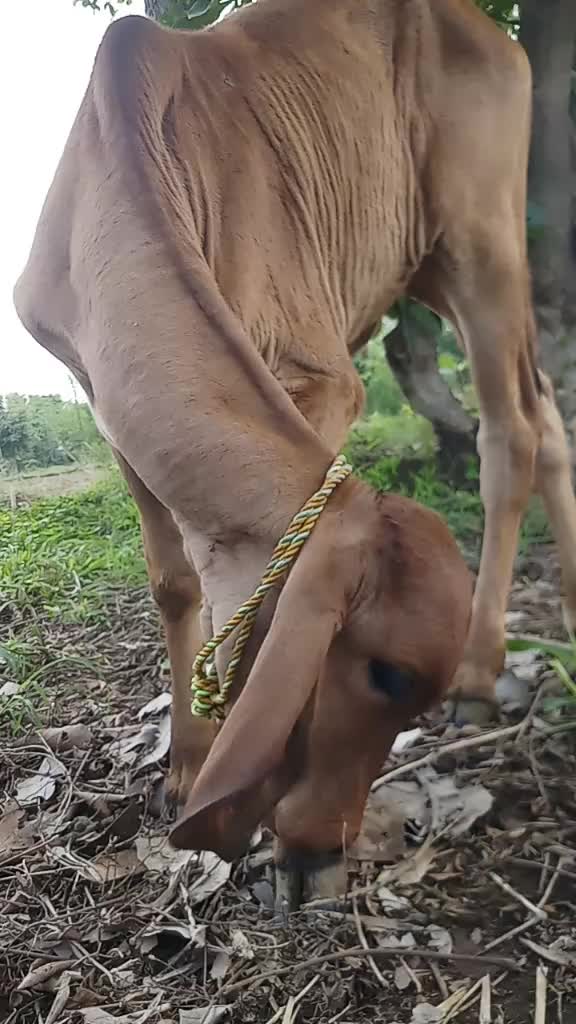 @Sindhav Vijay