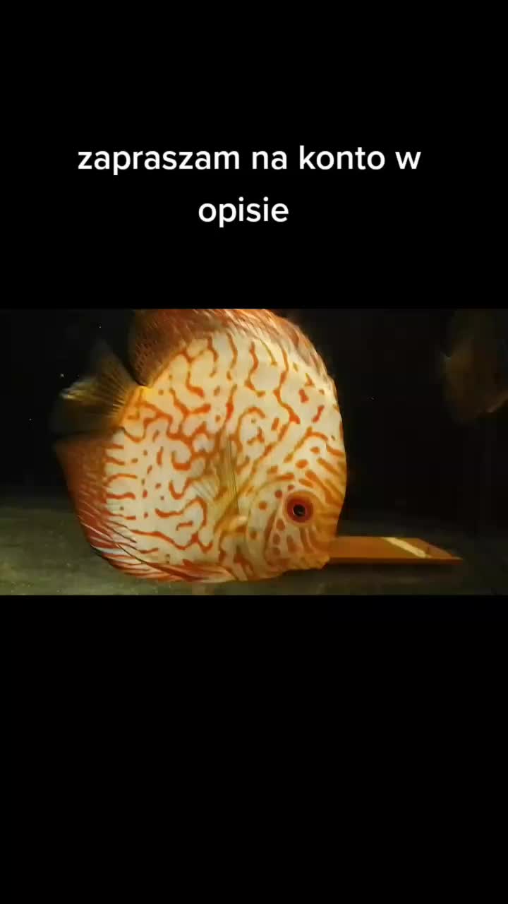@🐟Mój wodny świat🐟