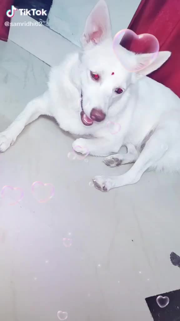 @jyotivijendrasingh😘