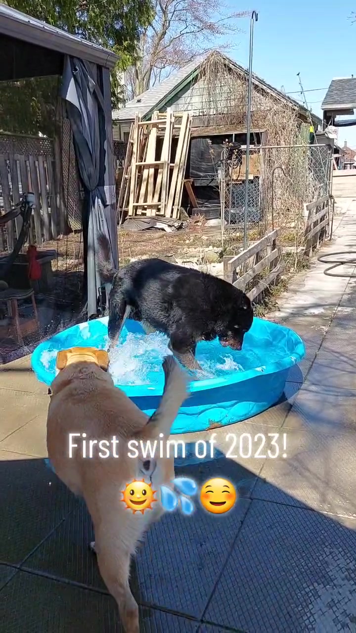 @Thesepupsthough