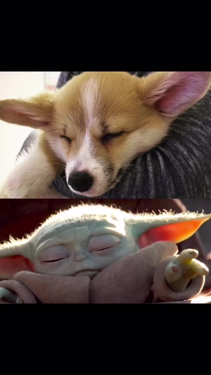 @jasminkathecorgi