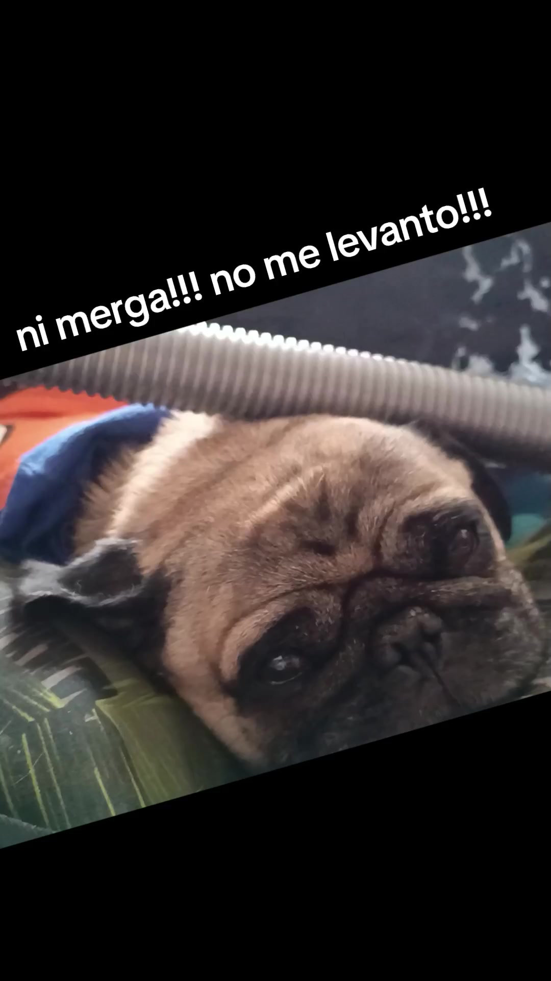@CHATIRULO 🐶