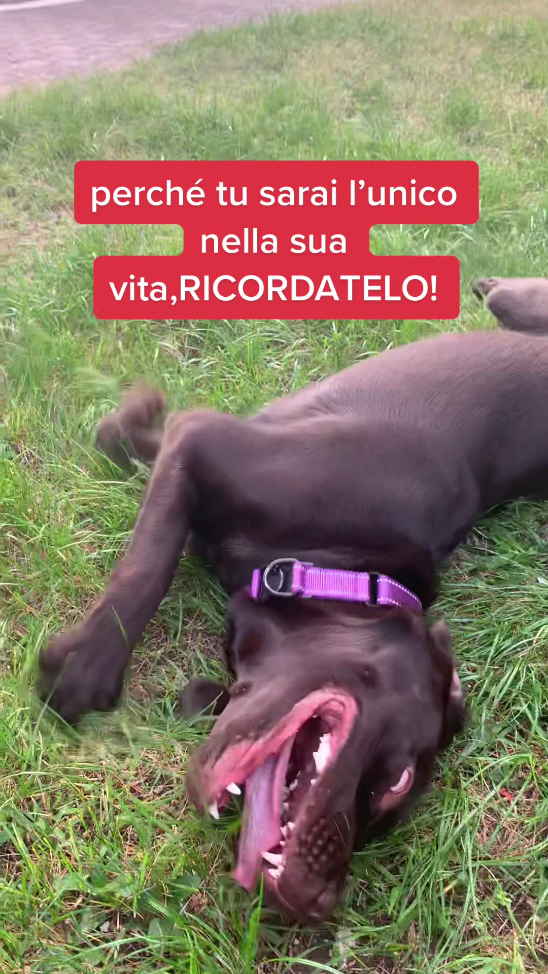 @joy_thechocolatelab