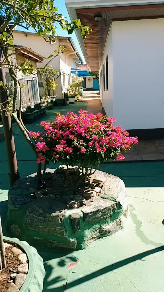 @MceloJapa