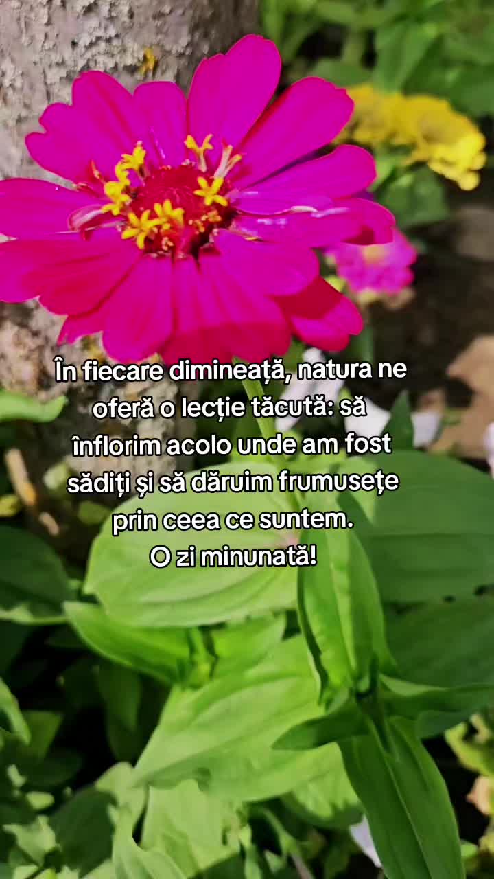 @Nița Foitoș