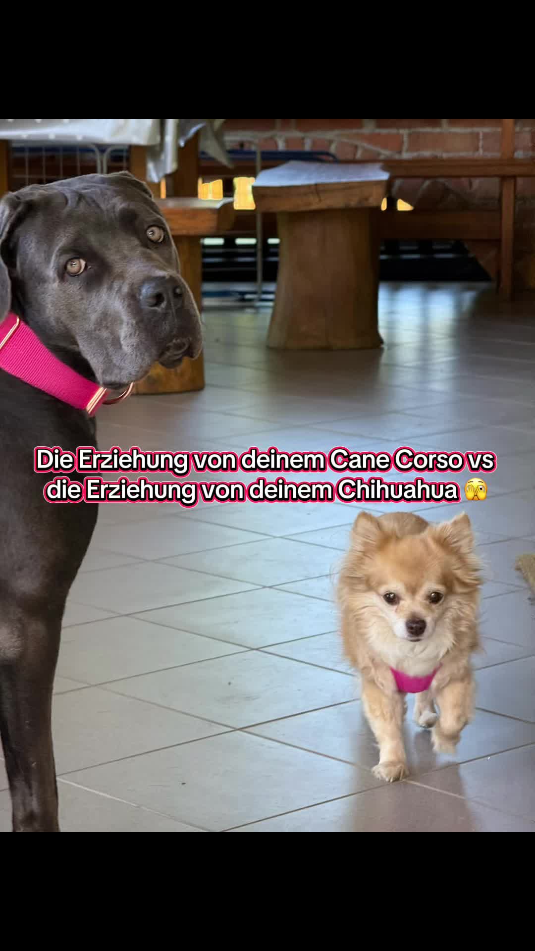 @Cane Corso Ayra 🐾