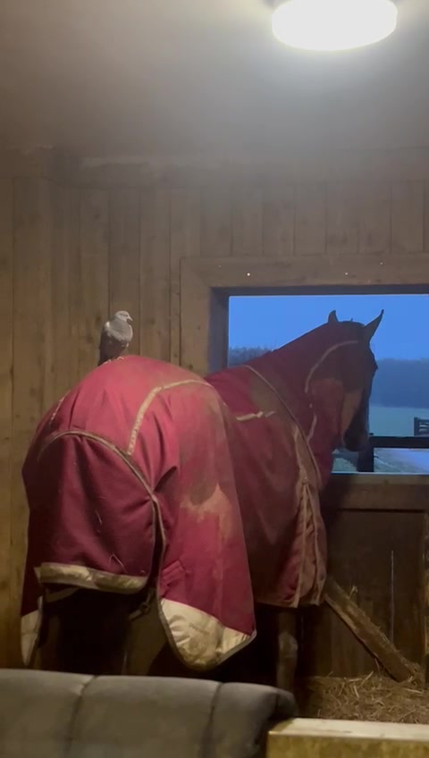 @A_G_Dressage