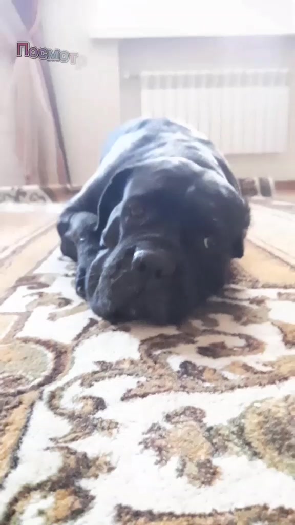 @🐶Dog_tik_tok🐶