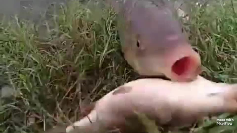 @sharifkhan