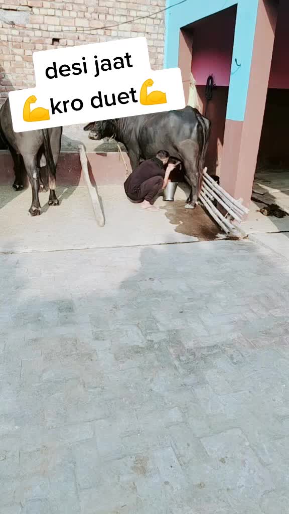 @Foji_P.Panghal