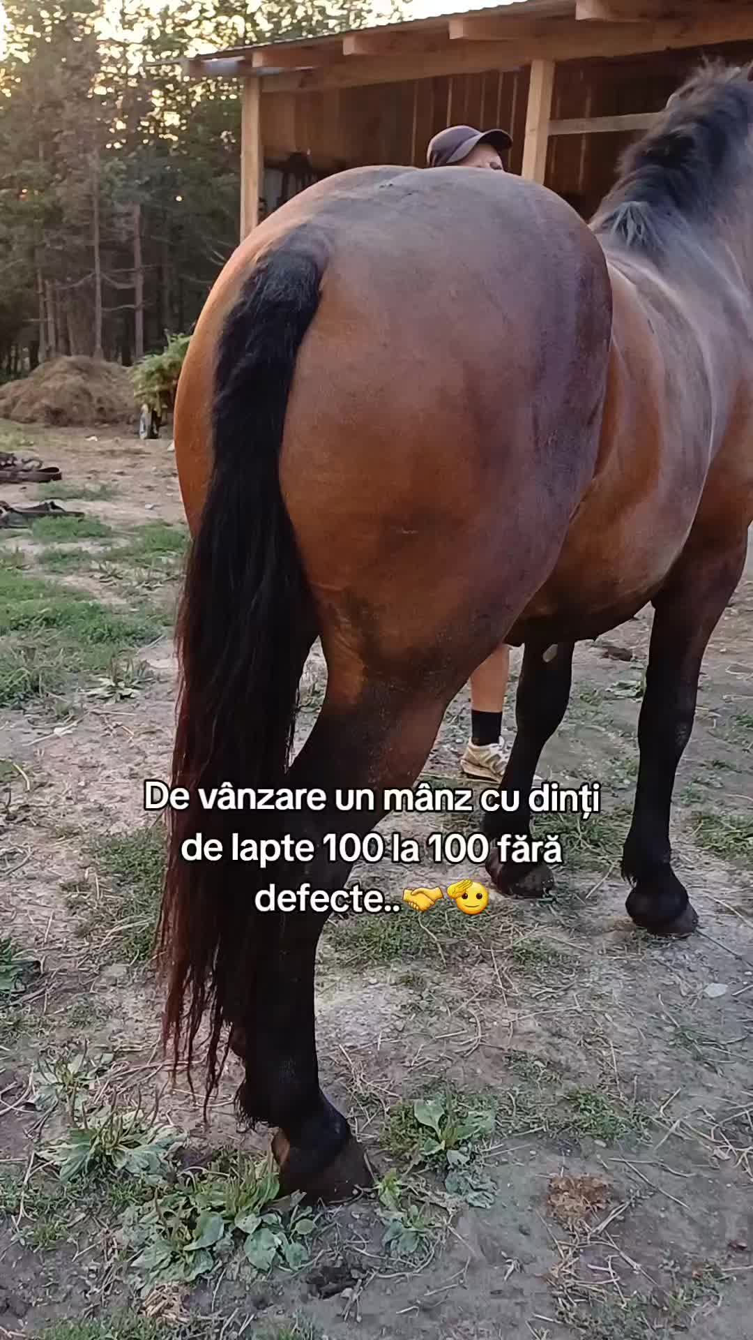 @Stelian