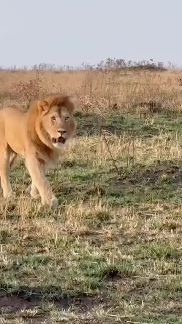 @Guzzicar🦁