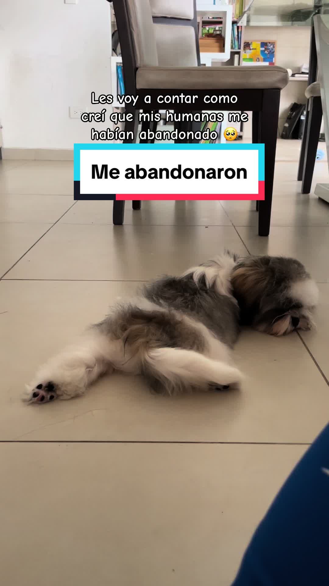@appa_shihtzurp