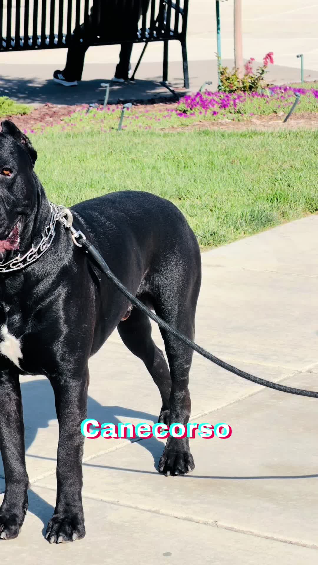 @panther_corso