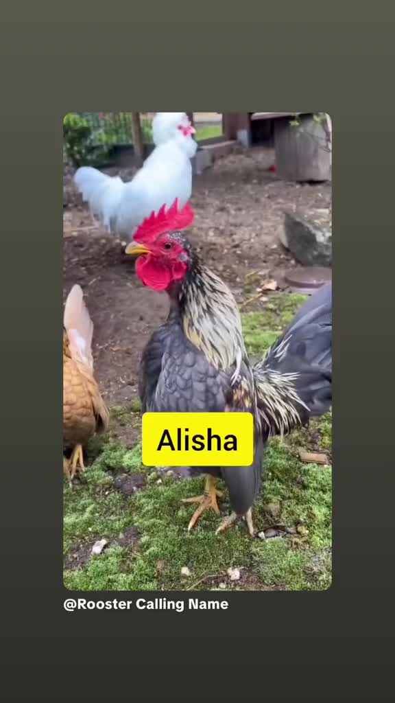 @Alisha