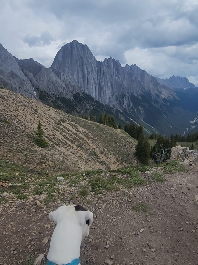 @Banff Trail Running & Wildlife