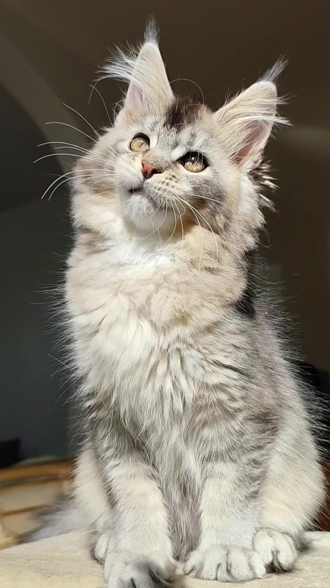 @Cattery Of Wild Kingdom