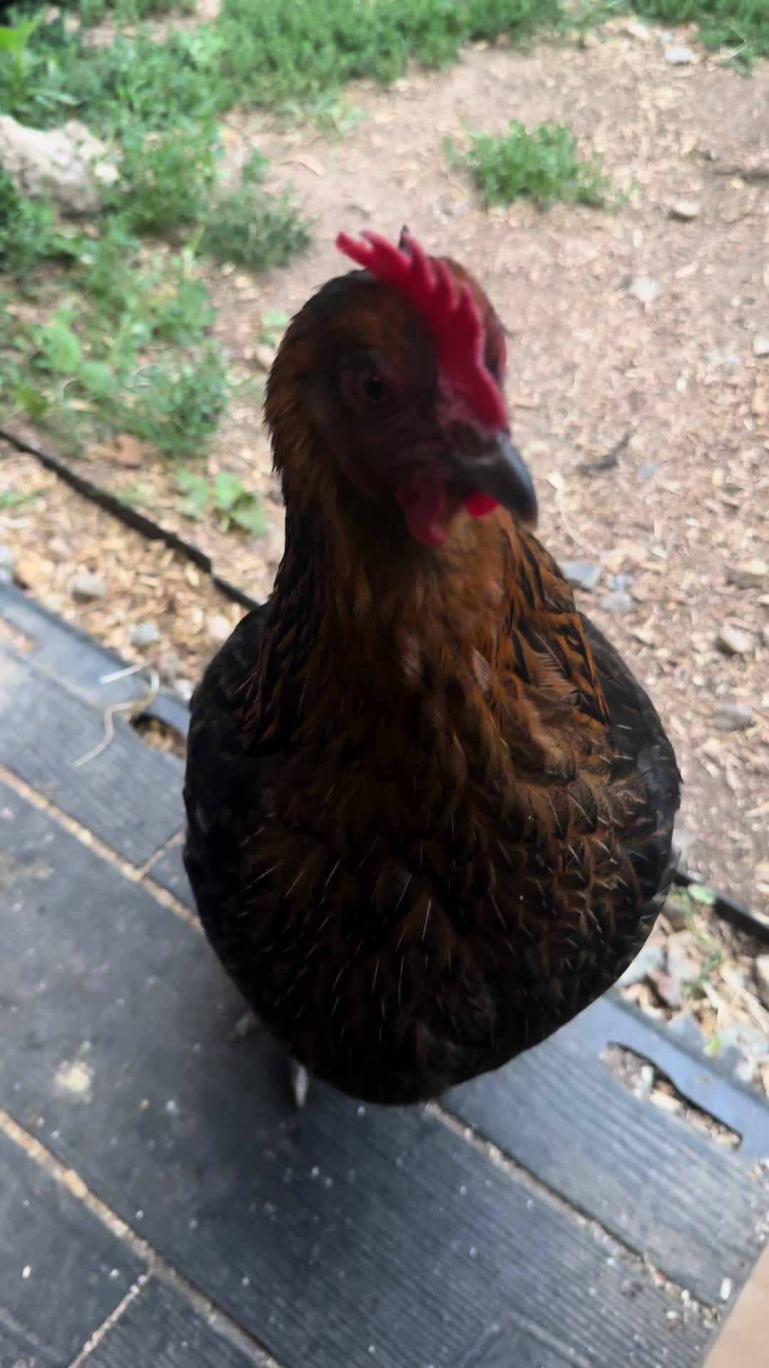 @HenStagram 📸🐔