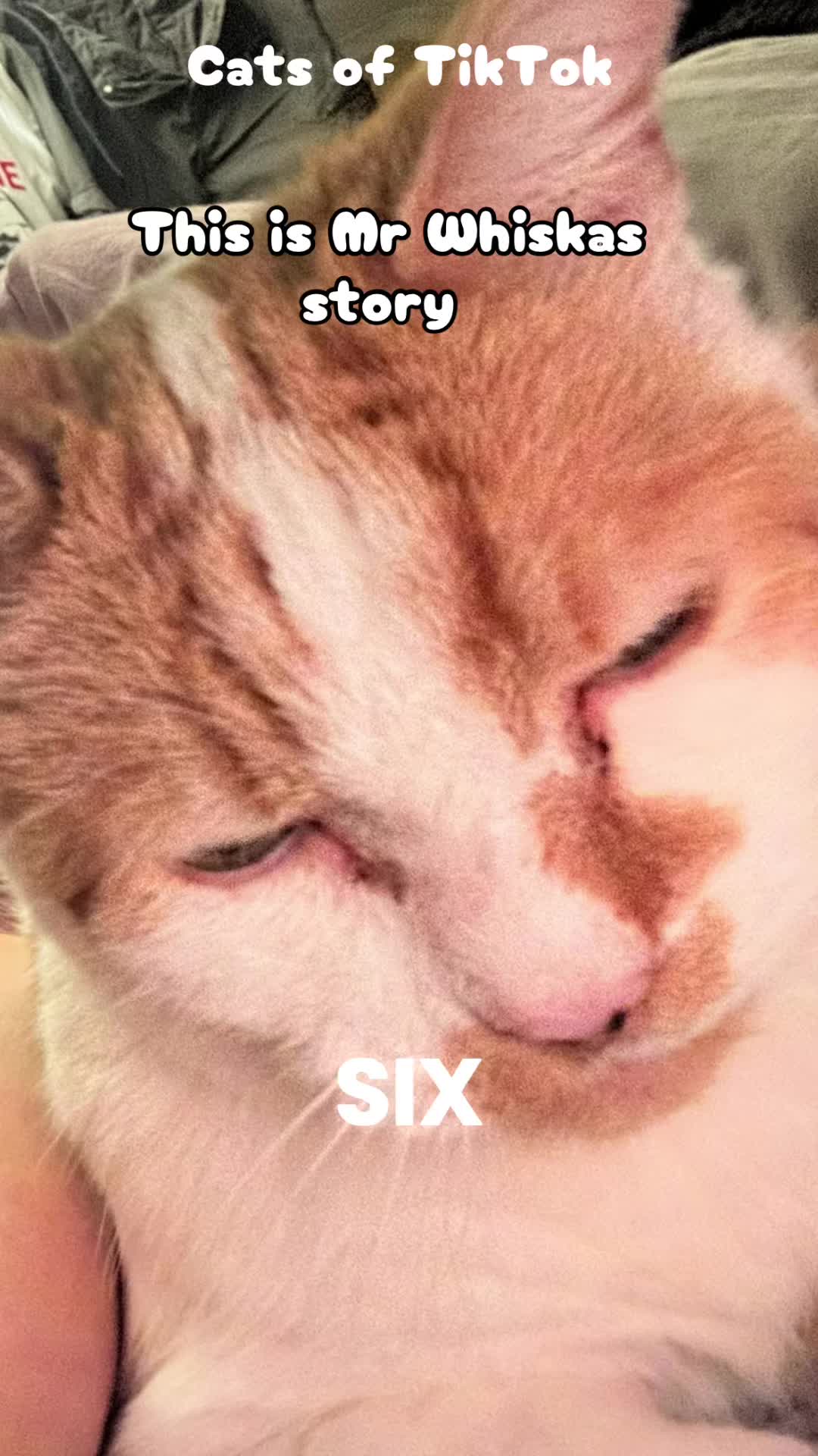 @crazycatladyxfour