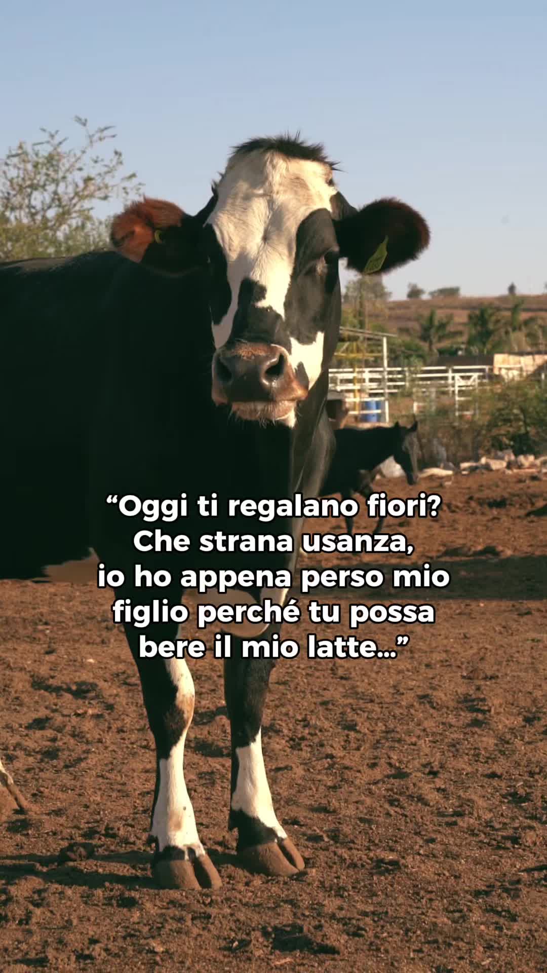 @vegbignosegal