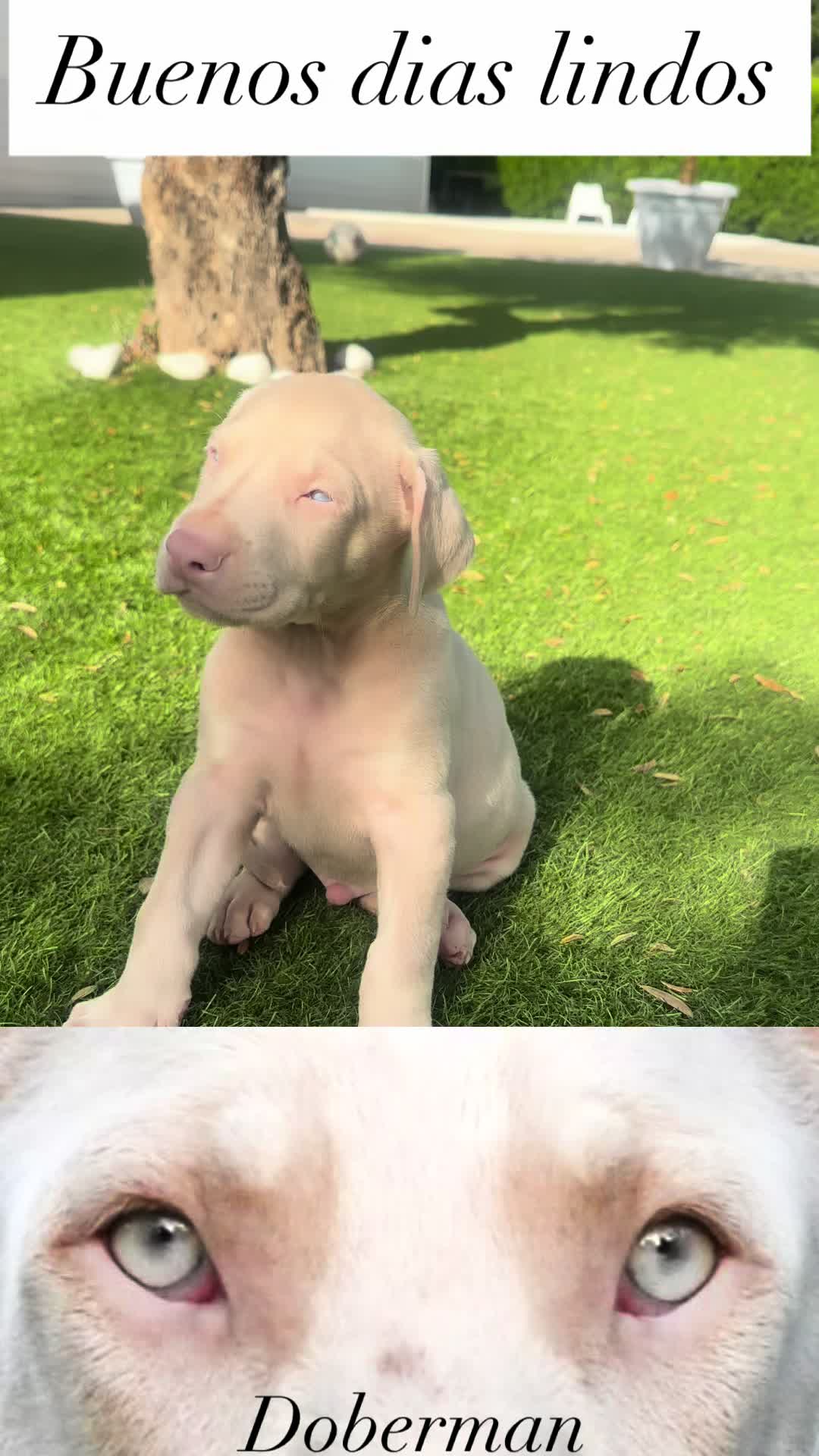 @Mascotas ,cachorritos bonitos