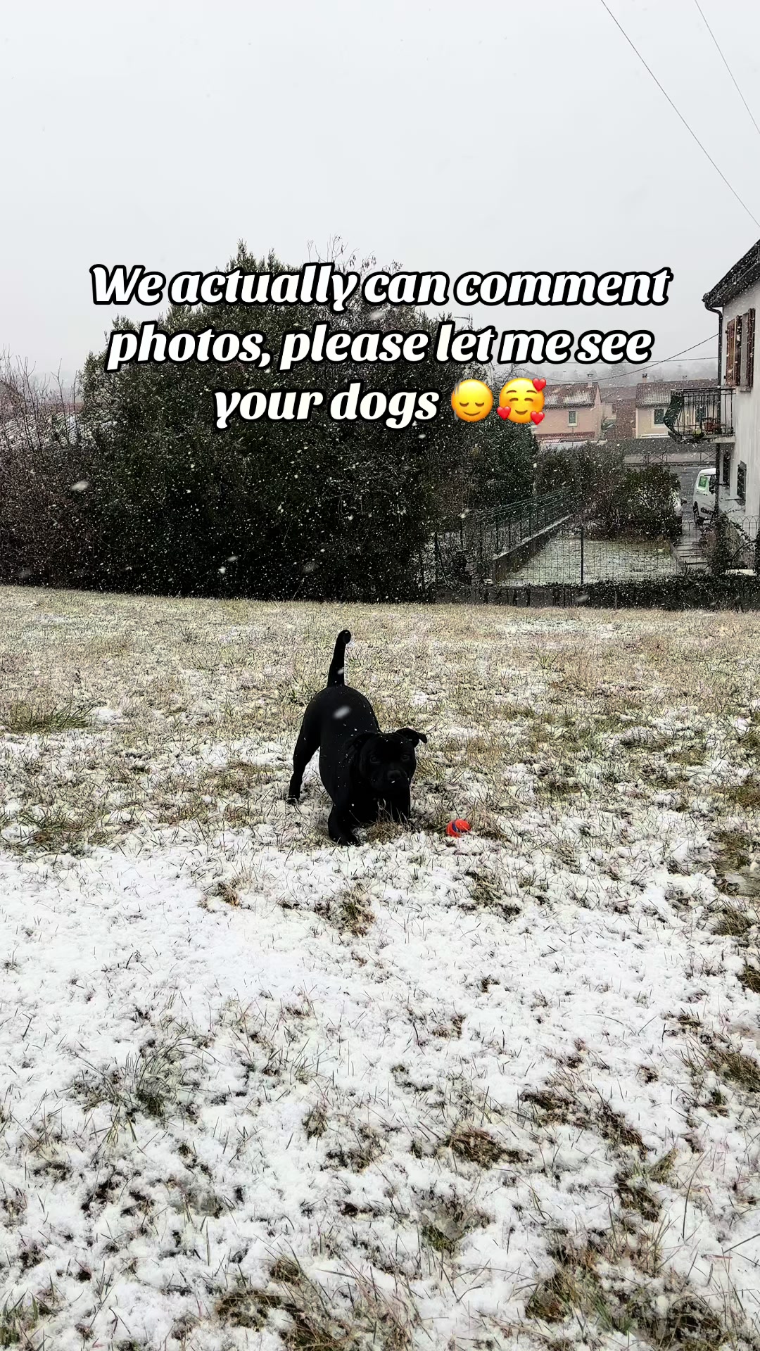 @staffie.young.tao