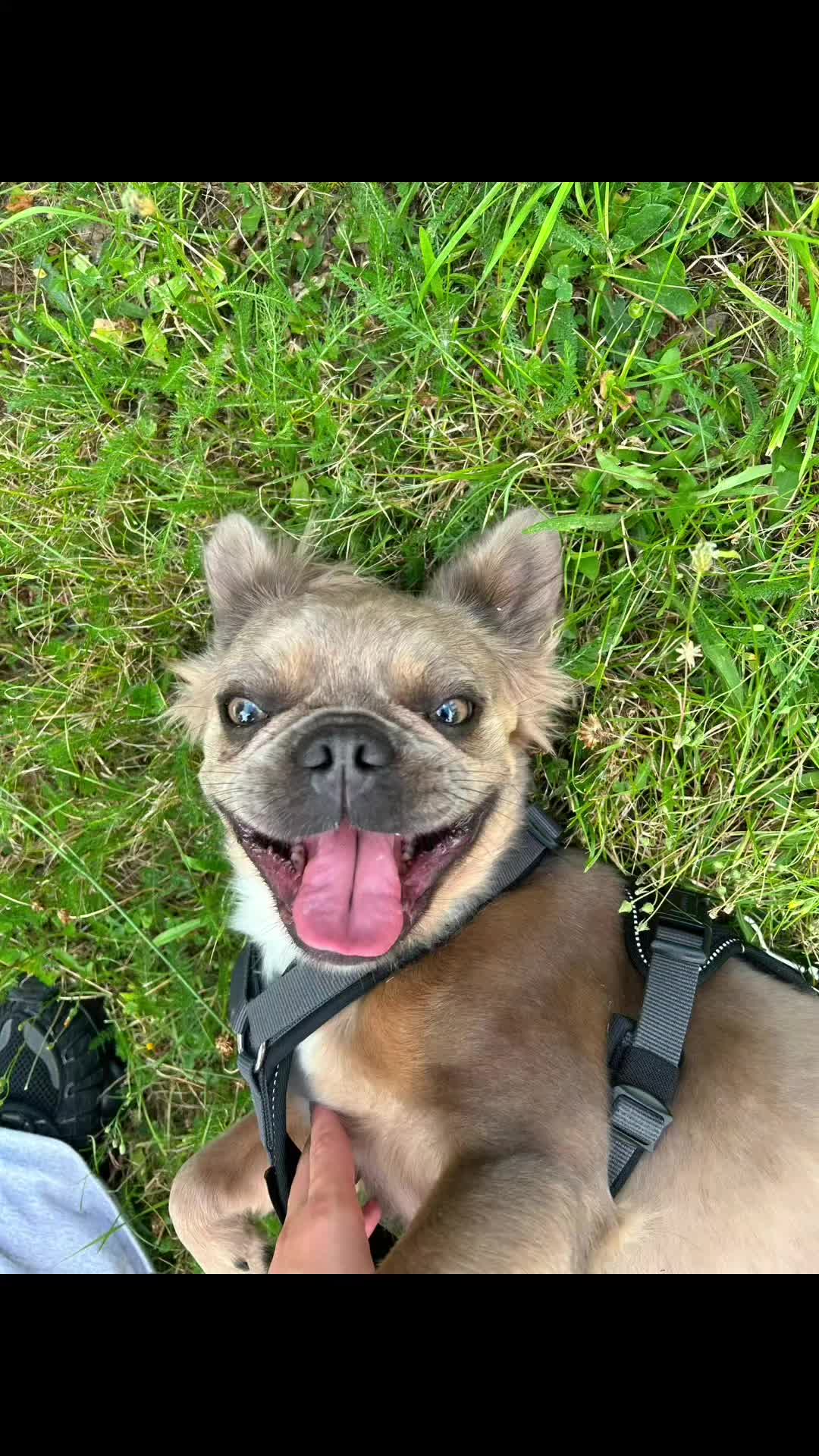 @🐾Bullytrulla🐶