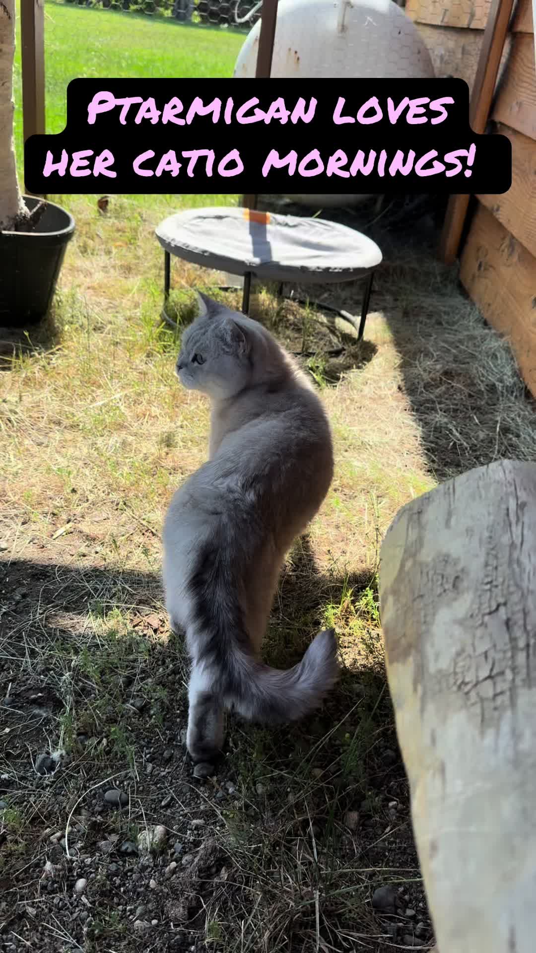 @Puffindoestricks
