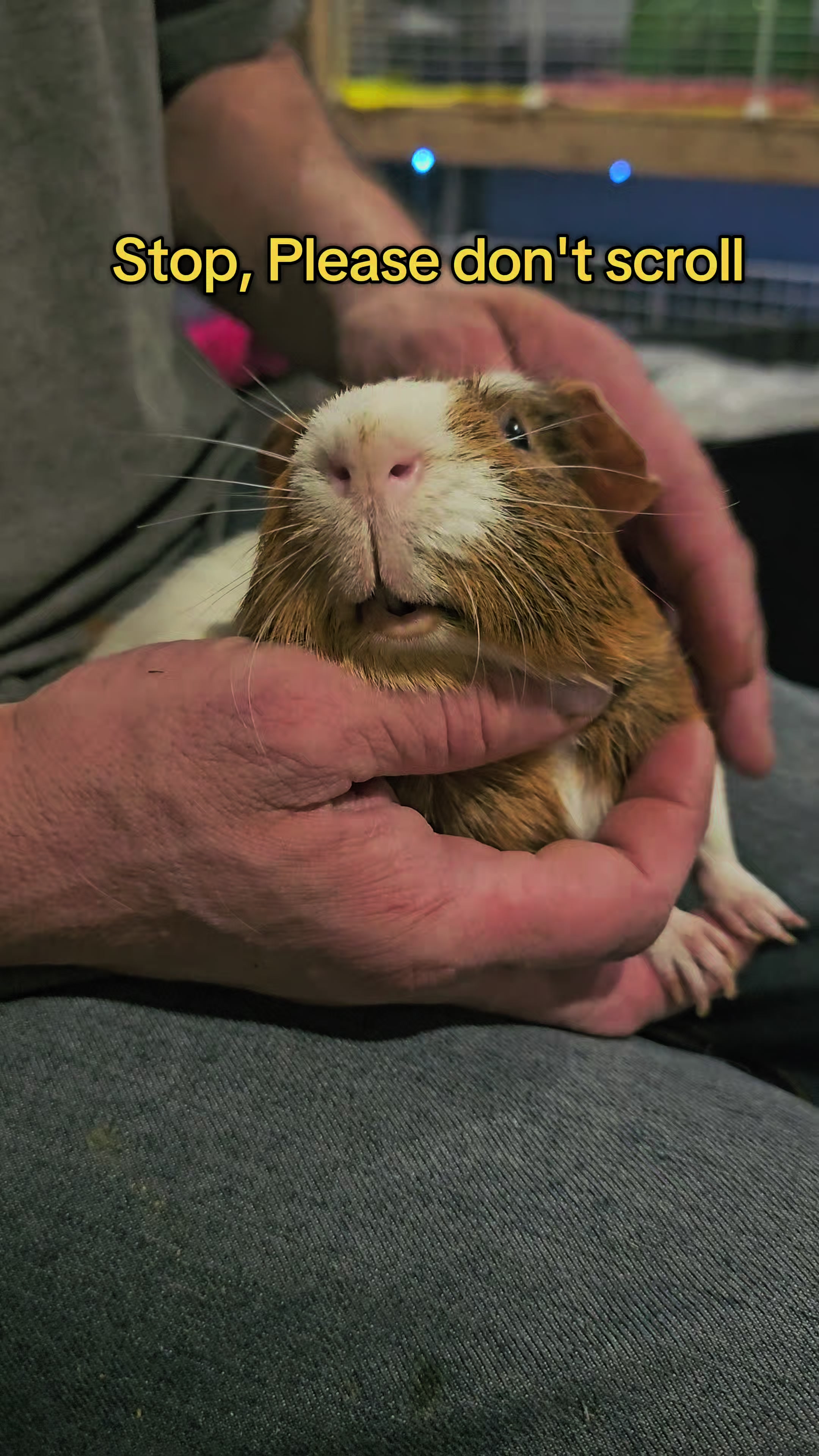 @♡GuineaPiggy♡