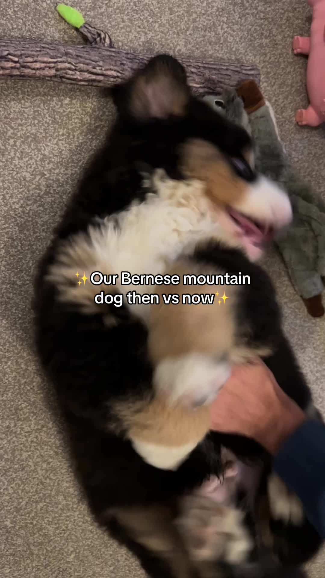@GorgeousGeorge