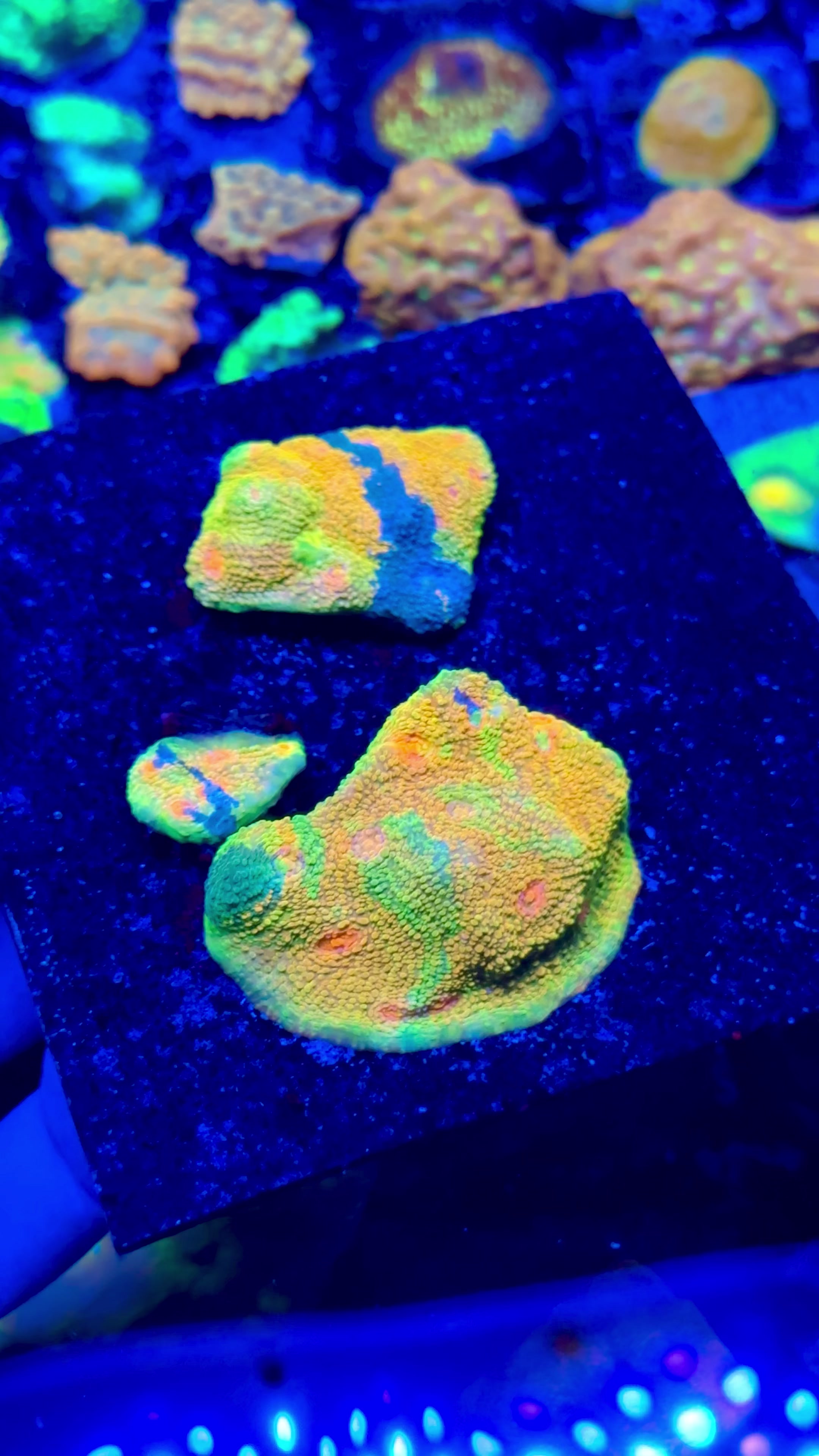 @Cali_Coral_Connect_hxa
