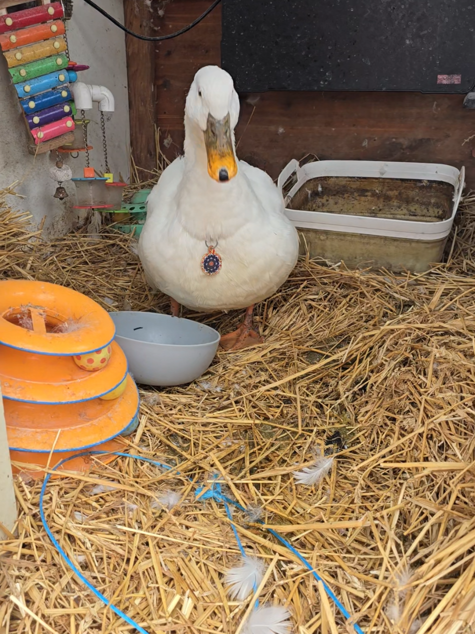 @piglettheduckthat