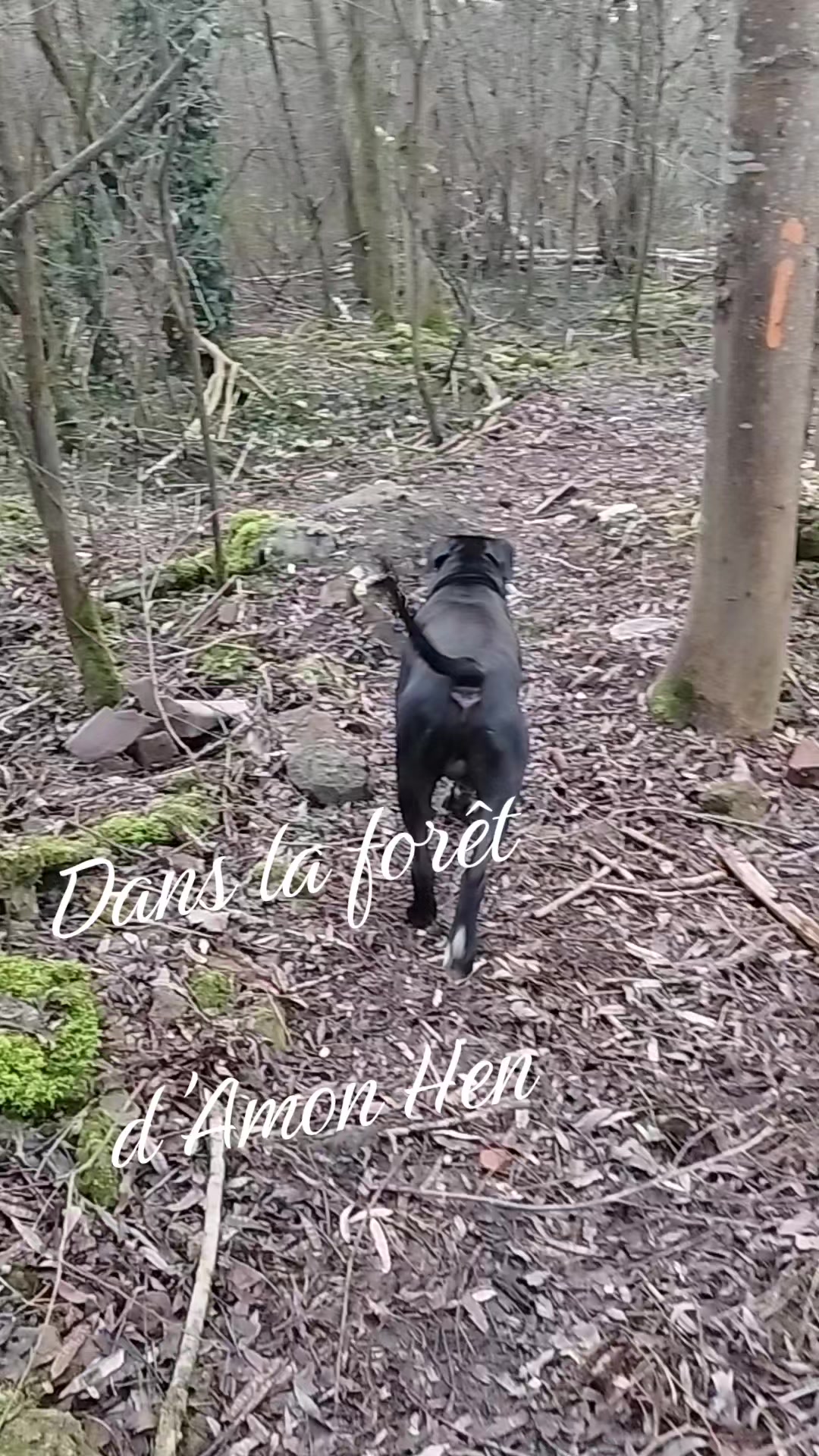 @Papy tataff🐾