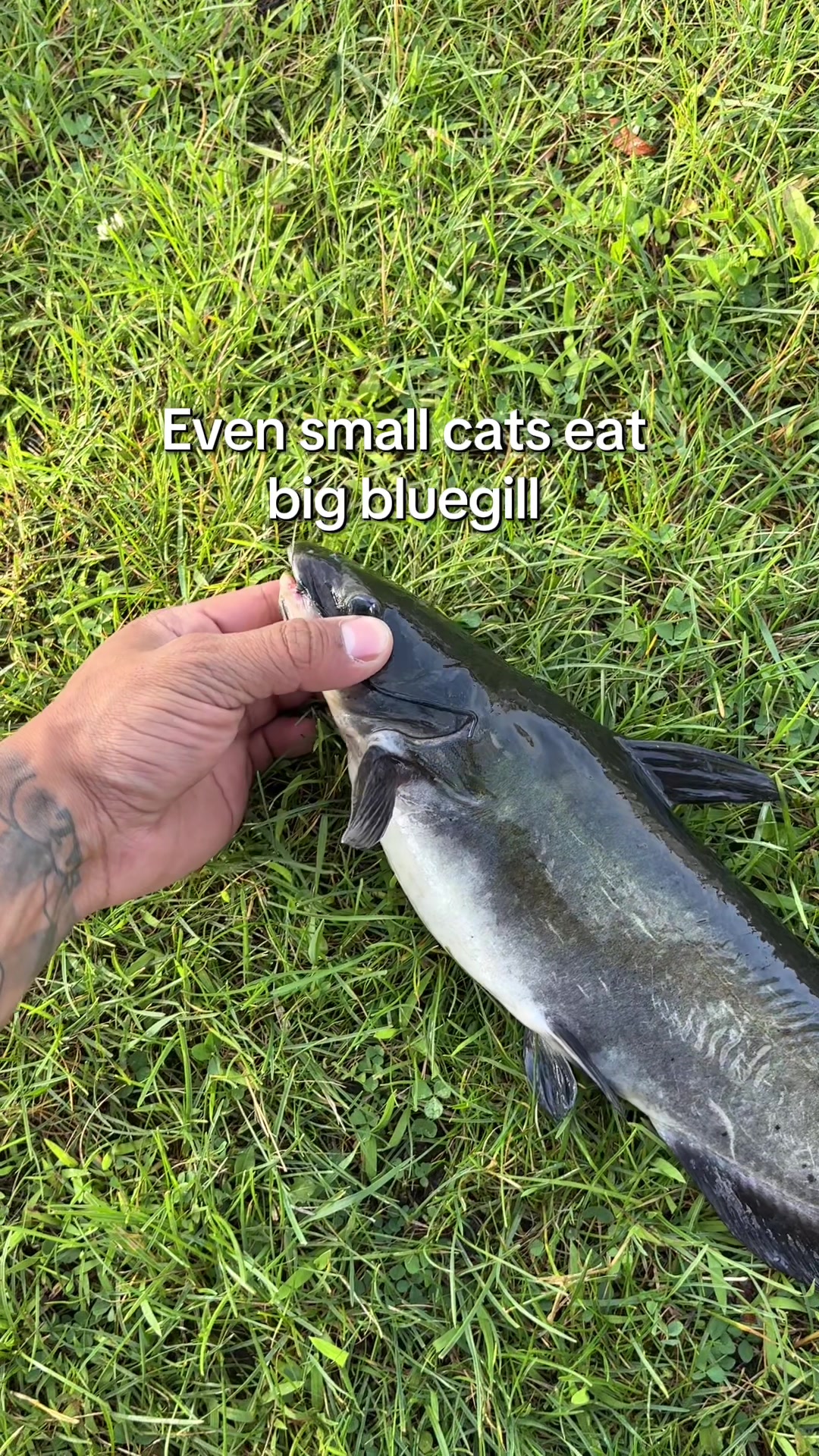 @Cujo Catches