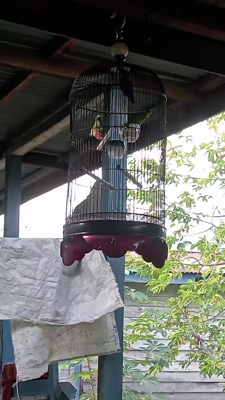 @Srindit kaltara 🦜