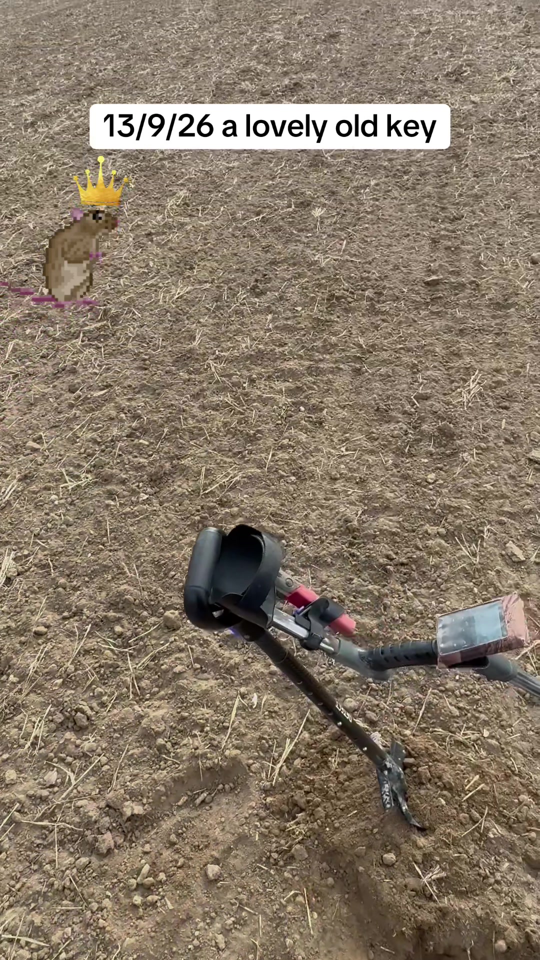 @SirKingRat