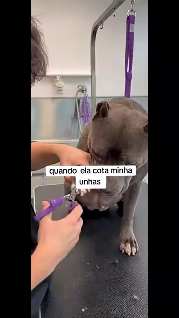 @⚡️ṢĄƝŢƠŞ⚡️