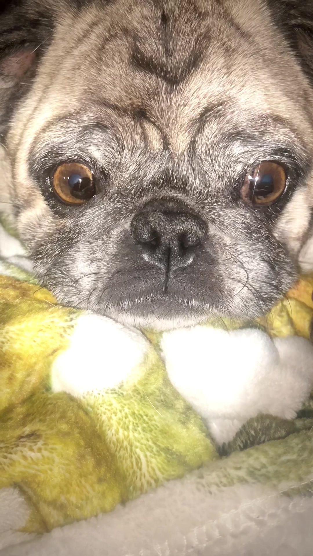 @pugloversuperhero