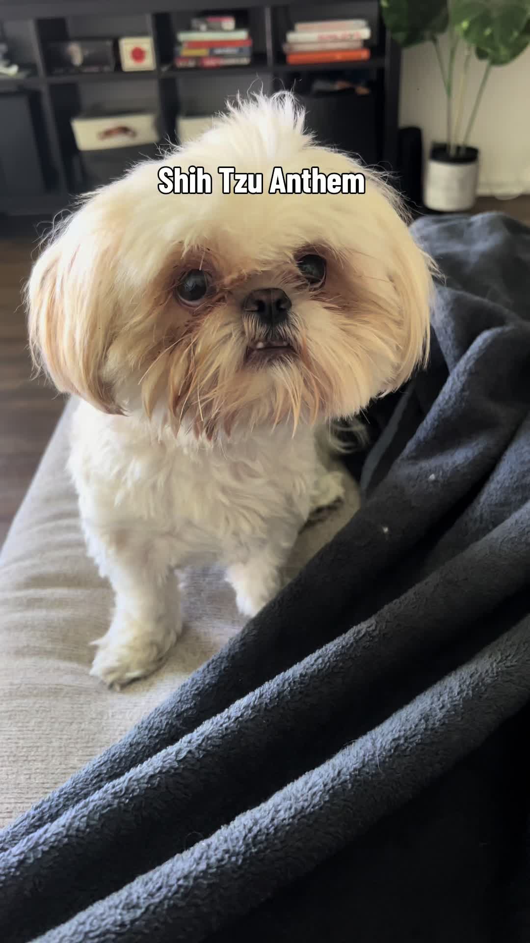 @Hugh the Shih Tzu